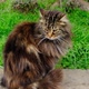 Longhair tabby cat is sitting at garden in slow motion - VideoHive Item for Sale