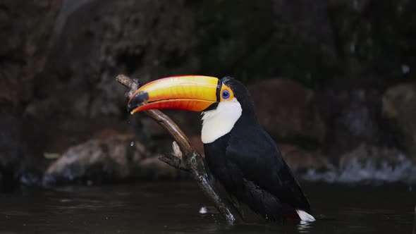 Close up shot of Toco Toucan slipped on wooden branch and falling into water of river alt