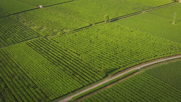 Iaitalian Vineyards Drone High Drine Aerial