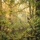 Birds Singing Loop