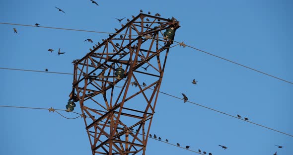A flock of European starlings (Sturnus vulgaris) roost on overhead wires. Occitanie, France alt