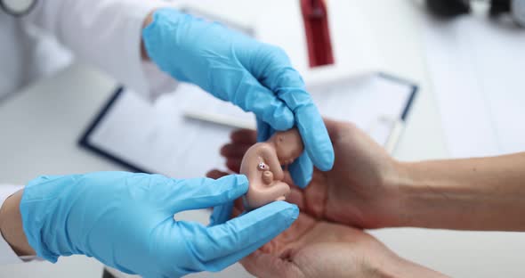 Doctor Obstetrician Gynecologist Giving Patient Small Artificial Model of Human Fetus Closeup Movie alt