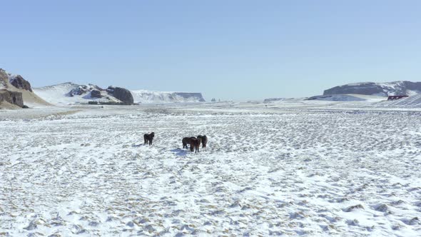 Wild Icelandic Horses in Snowy Conditions With Beautiful Iceland Landscape alt
