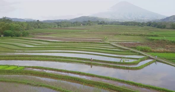 Aerial shot of Farmer working on flooded Paddy Field and silhouette of Volcano in backdrop - Misty a alt