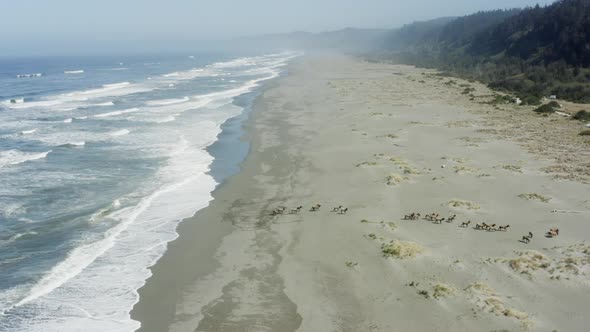 A herd of elk moves along a beach away from the ocean, toward the forest alt