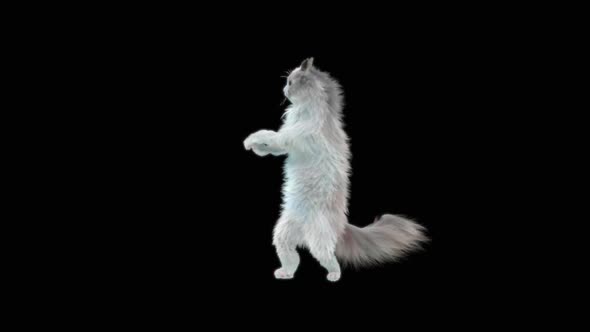 Cat Dancing HD alt