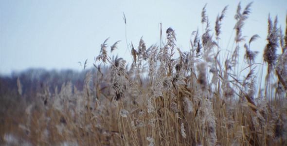 Winter Wind Rustles The Dry Grass 3