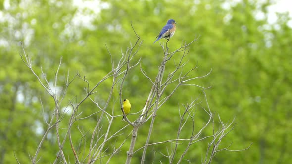 Eastern Mountain Bluebird and American Goldfinch sitting on branches in the forest. Two colorful bir alt