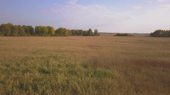 Aerial Footage of Golden Wheat Fields Before Harvest