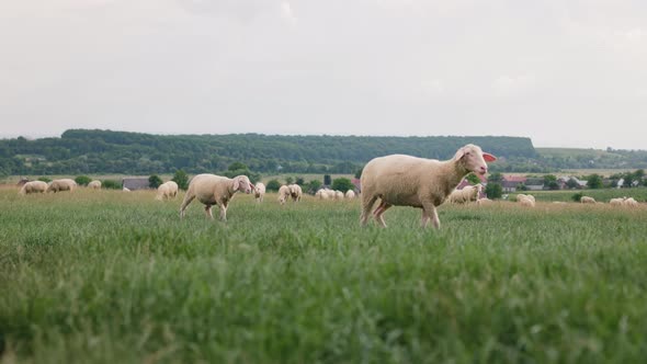 Two Sheeps Lambs Graze and Walk on Grass Field