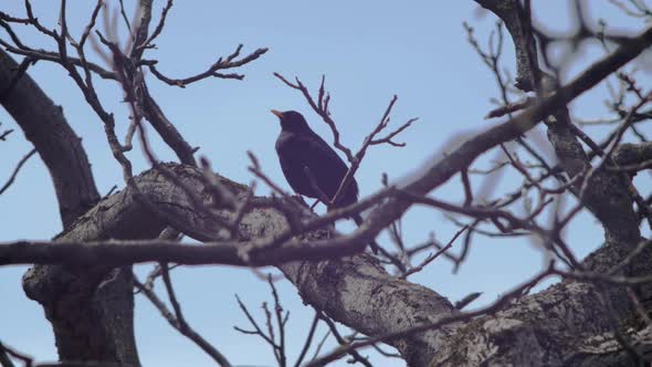 Slow motion low angled wide shot of a Blackbird sitting on a branch in a tree, framed by branches in alt