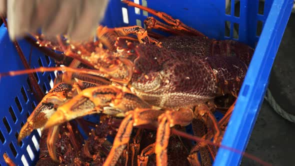 large freshly caught southern rock lobster alt