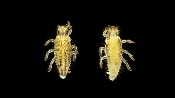 Larva Under the Microscope, the Initial Stage of the Coccinellidae Larva (Ladybug) alt