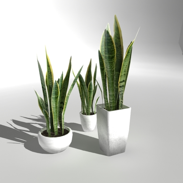 Lowpoly Plant "Snake Plant" by pozitivo 3DOcean