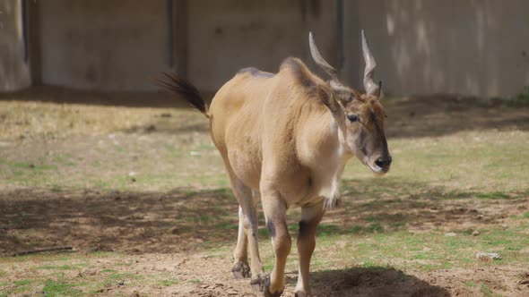 Antelope Addax walking in the zoo