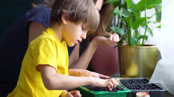 Boy and Parent Planting Vegetables on Black Soil Together alt