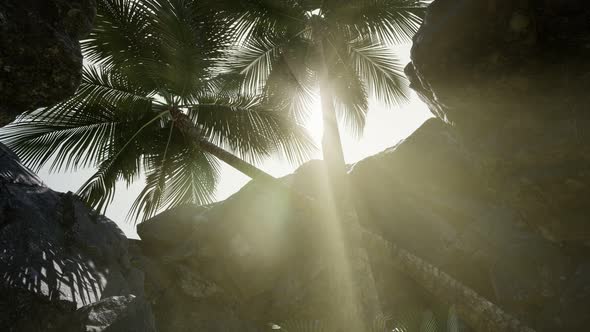 Big Palms in Stone Cave with Rays of Sunlight alt