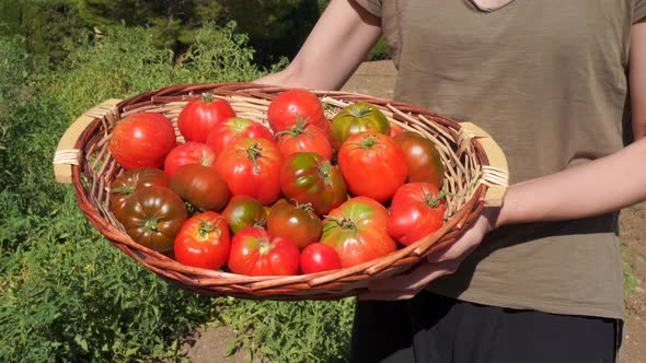 Cheerful Asian woman with harvest of tomatoes in countryside alt