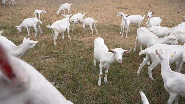Portrait of White Young Goat Looking at Camera Standing with Herd Outdoors alt