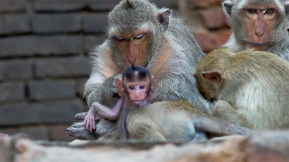 Monkeys At An Ancient Ruin  alt