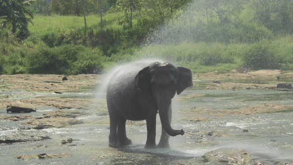 Elephant Taking Shower alt