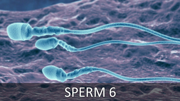 Sperm 6