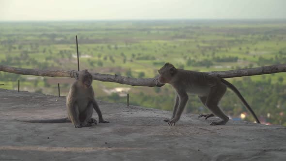Two monkeys play fighting at the viewpoint on Phnom Sampeau Mountain near Battambang in Cambodia. alt