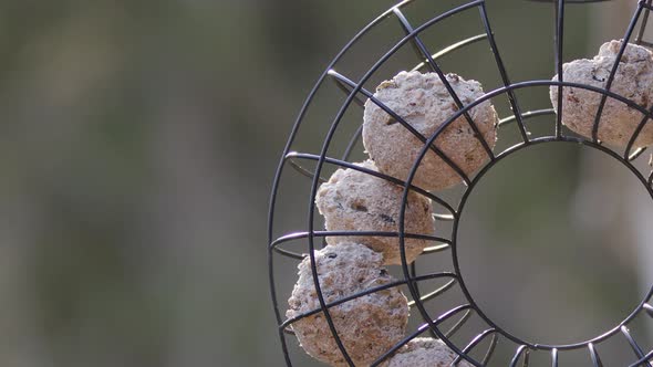 Eurasian blue tit bird landing at bird feeder with fat balls, slow motion alt