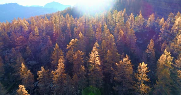 Forward Aerial Over Alpine Mountain Valley Orange and Red Larch Forest Woods in Sunny Autumn