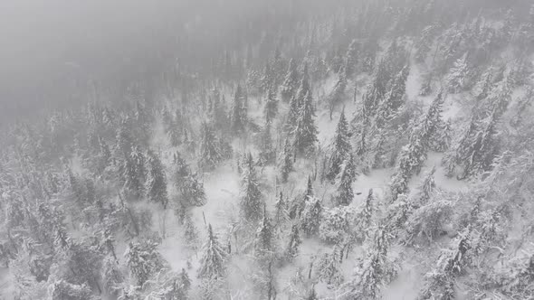 Aerial View of a Snowy Winter Forest During a Snowfall Coniferous Mountain Forests alt