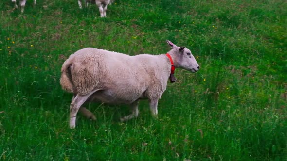 A Sheep Walks Through a Green Field alt