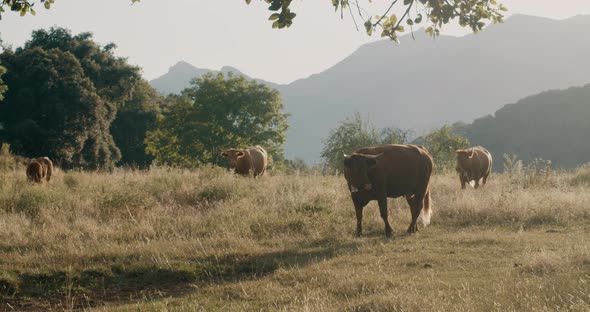 Cattle on freedom grazing grass on mountain meadow one cow is mooing and walk alt