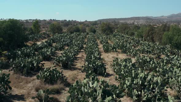 Nopal Farm in Mexico