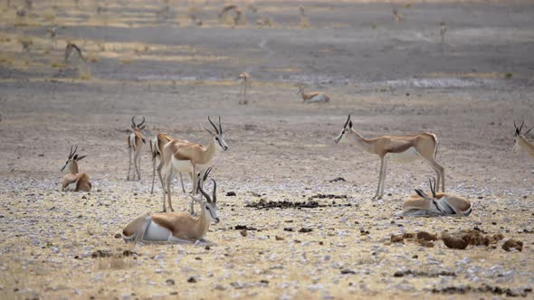 Springbok Antelope in the Wild