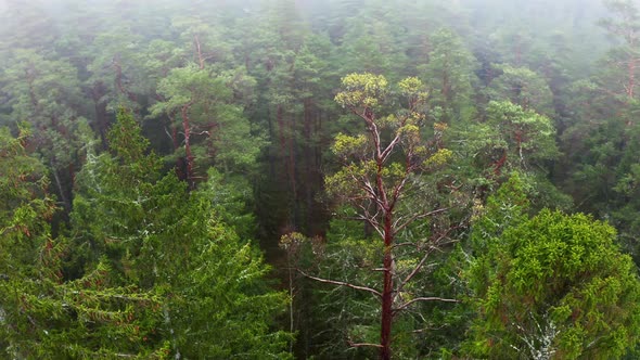 Aerial Drone Shot Flight Over Amazing Forest Treetops in Foggy Morning in Spring alt