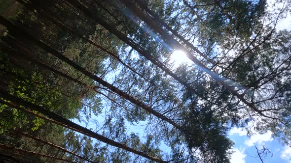 Vertical Video of a Forest with Pine Trees on a Summer Day alt