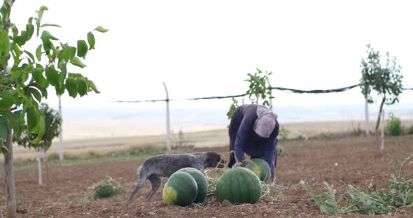 An experienced woman farmer in an agricultural field with a ripe watermelon in her hands