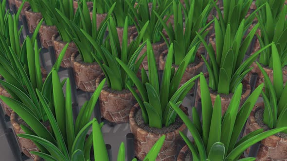 A Lot Of Plants With Tray In A Row Hd alt