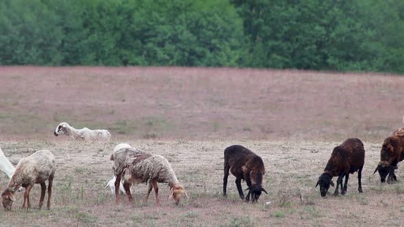 Goats pasture on sand dunes field near forest