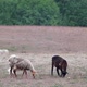 Goats pasture on sand dunes field near forest - VideoHive Item for Sale