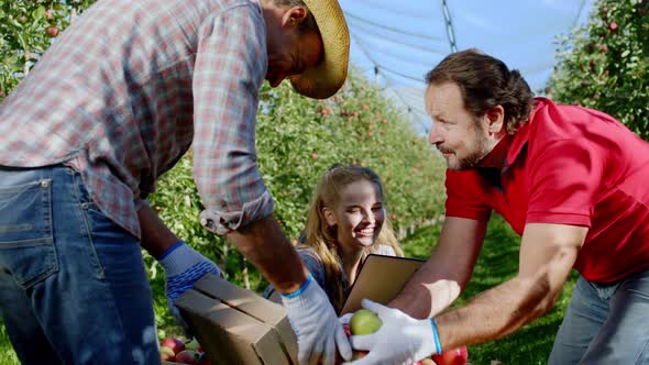 Organic Fruits Concept on the Apple Orchard Two