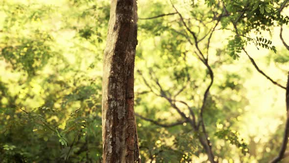 Fog in the Rain Forest and Sun Ray alt