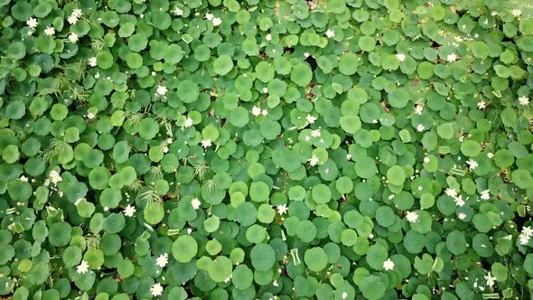 Top Down View of Lake of Lotuses. Pink Lotuses in the Water, Aerial View. alt