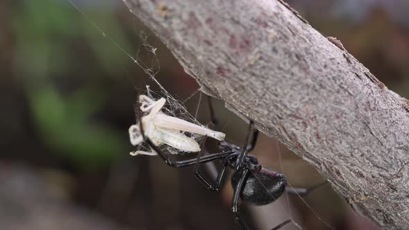 Black Widow Spider crawling over to grasshopper in web alt