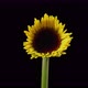 Time Lapse of an yellow daisy blooming - VideoHive Item for Sale