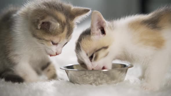 Kittens Eat From One Bowl