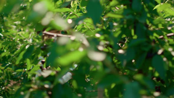 Woman Agronomist Checking Plants Quality with Tablet in Modern Green Farm alt