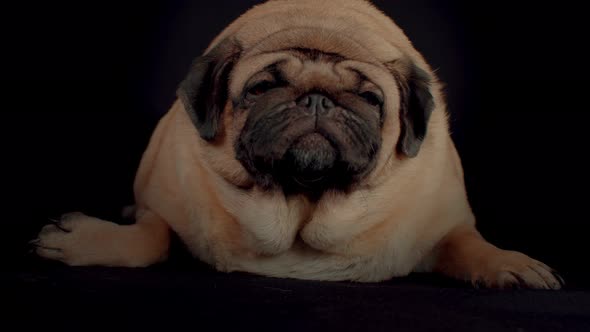 Close Up of Cute Pug Lying on Black Background alt