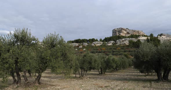 Olives groves, Les Baux de Provence, France alt
