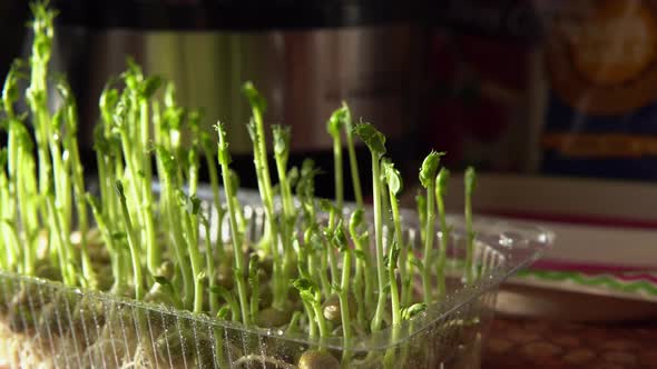 Natural Micro Green Pea in Plastic Tray Macro 10Bit Prores alt